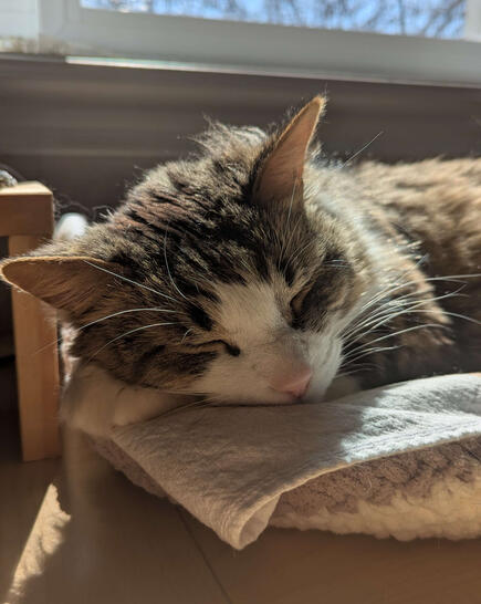 A brown and white cat sleeping in a sunspot.